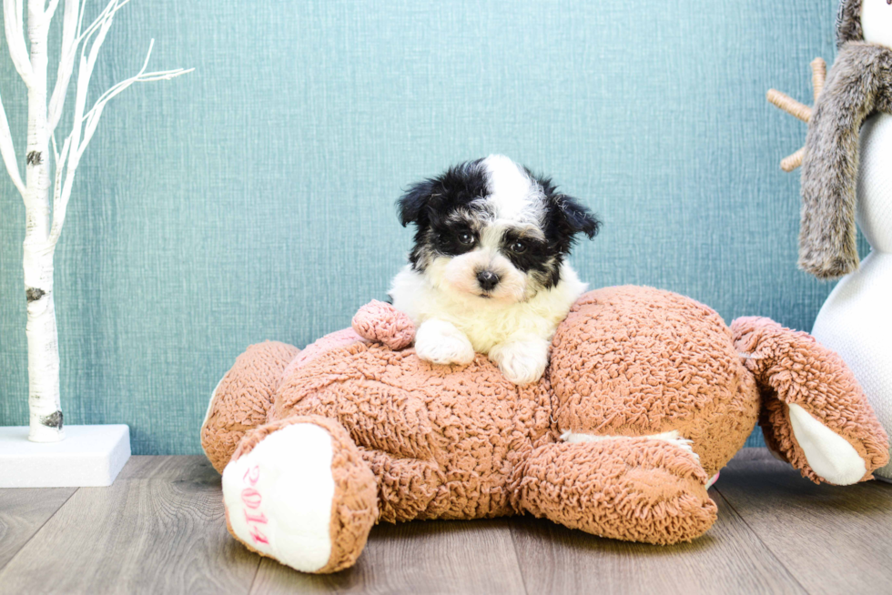 Morkie Pup Being Cute