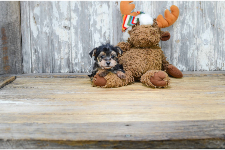 Adorable Yorkie Designer Puppy