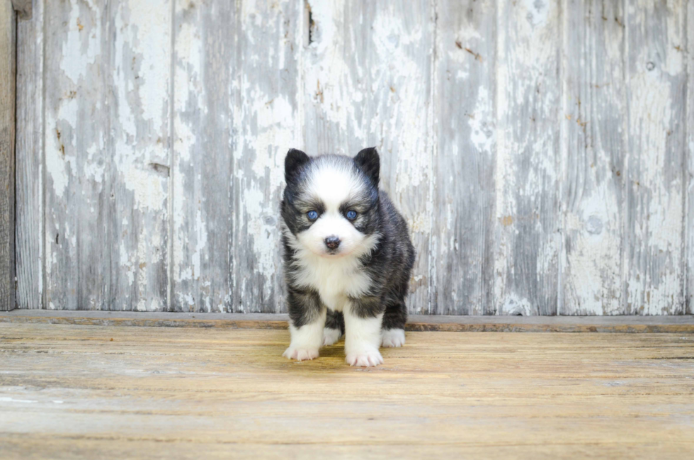Cute Pomsky Baby