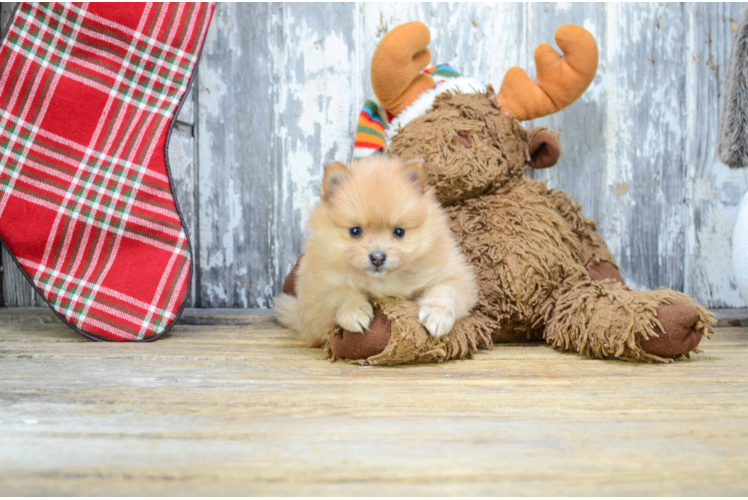 Best Pomeranian Baby