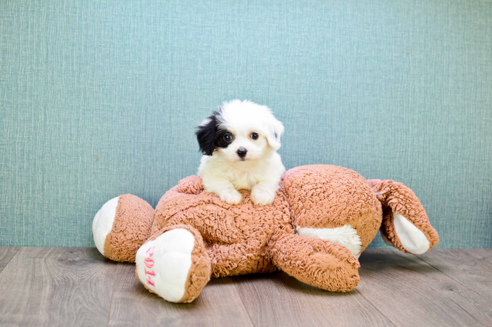 Cavachon Pup Being Cute