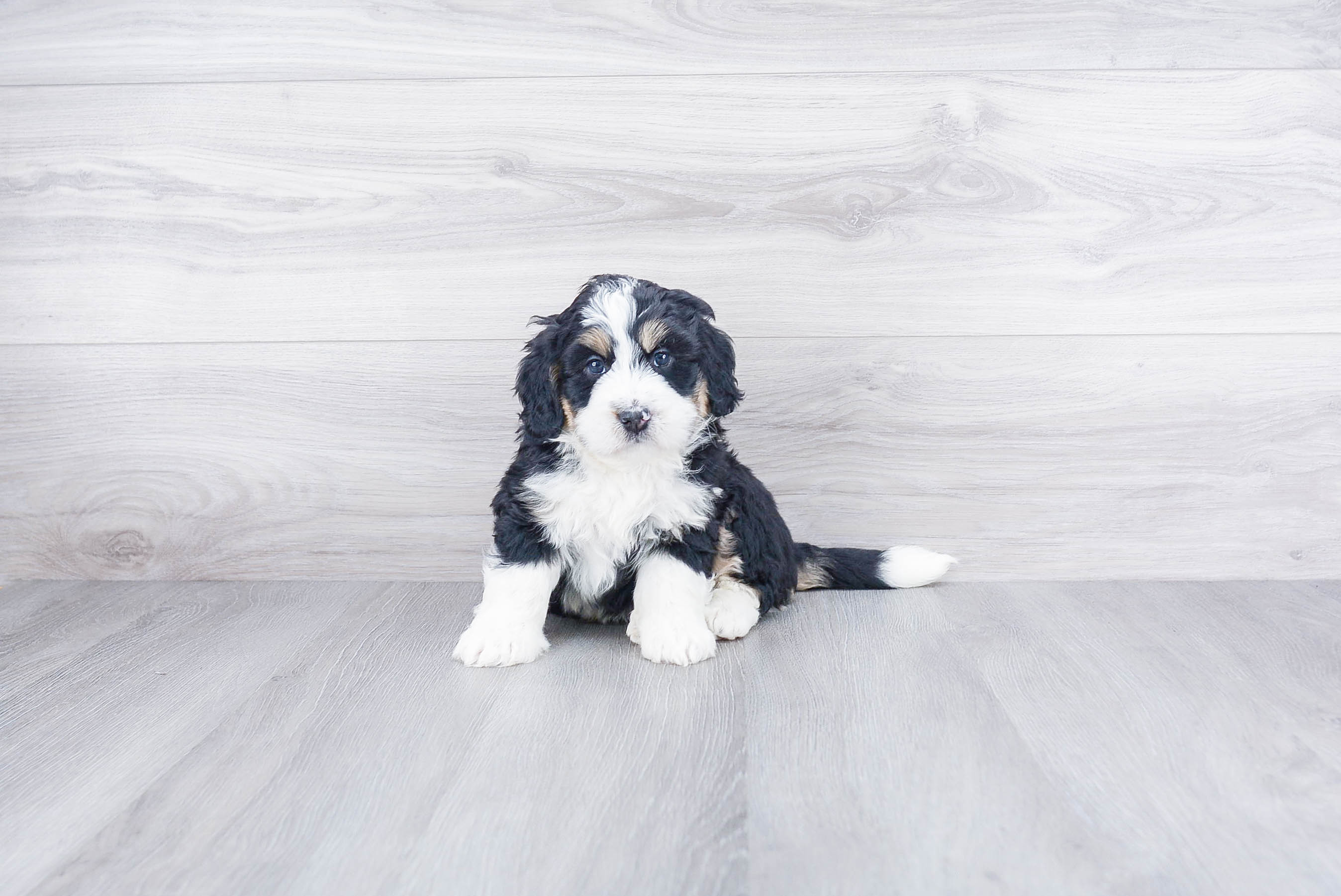 Mini Bernedoodle Puppy for Adoption