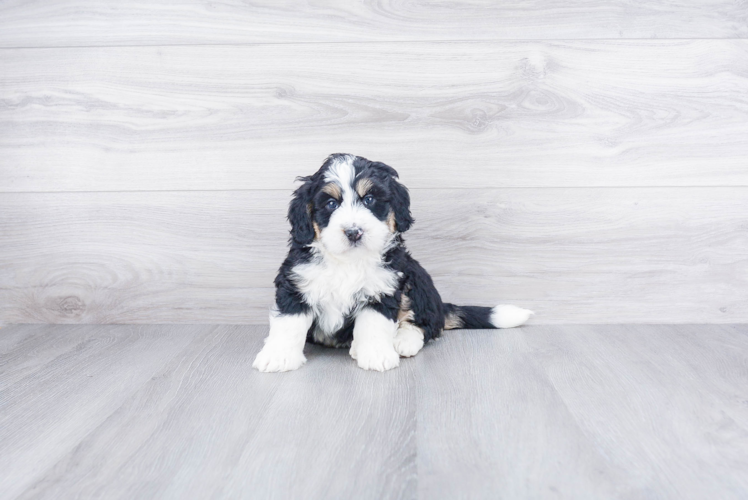 Mini Bernedoodle Puppy for Adoption
