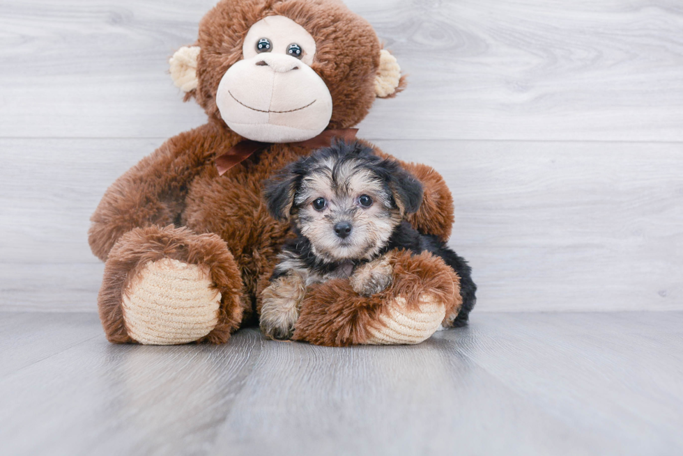 Morkie Puppy for Adoption