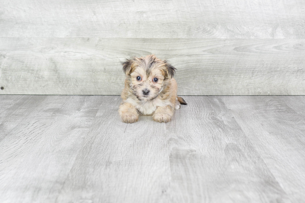 Petite Morkie Designer Pup