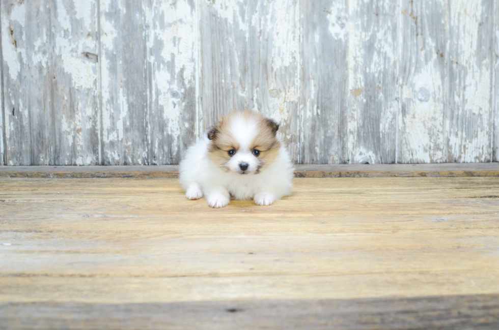 Small Pomeranian Purebred Pup