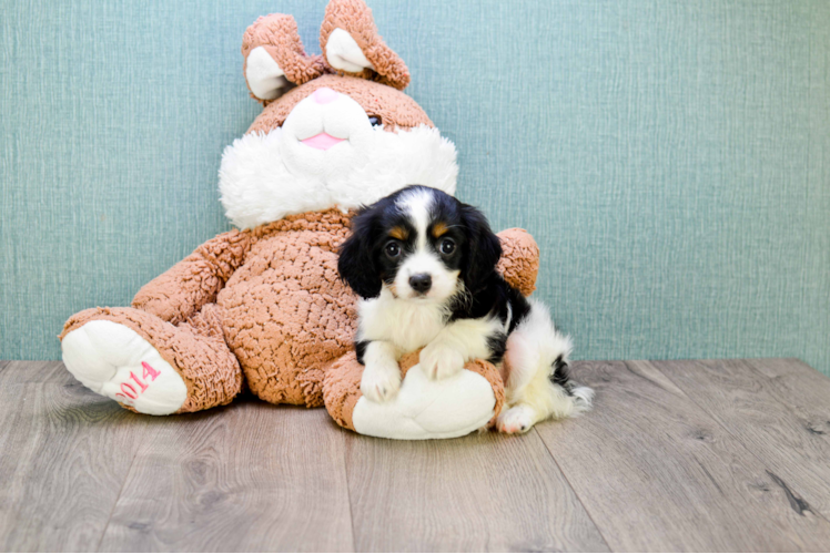 Best Cavachon Baby