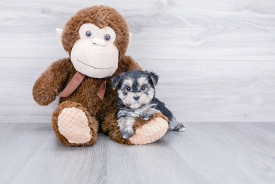 Morkie Pup Being Cute