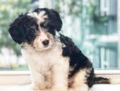 Puppy For Sale Premier Pups Puppy For Sale Premier Pups