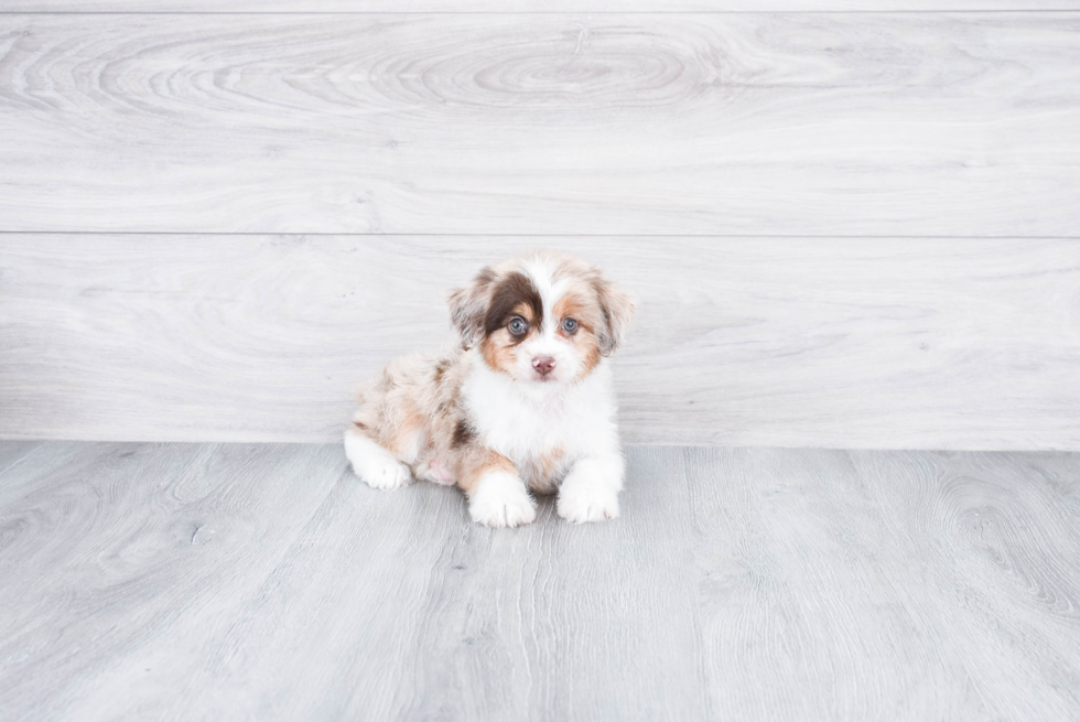 Cute Mini Aussiedoodle Baby