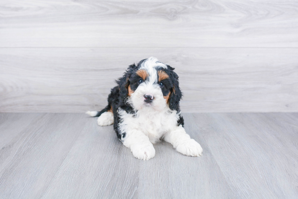 Best Mini Bernedoodle Baby