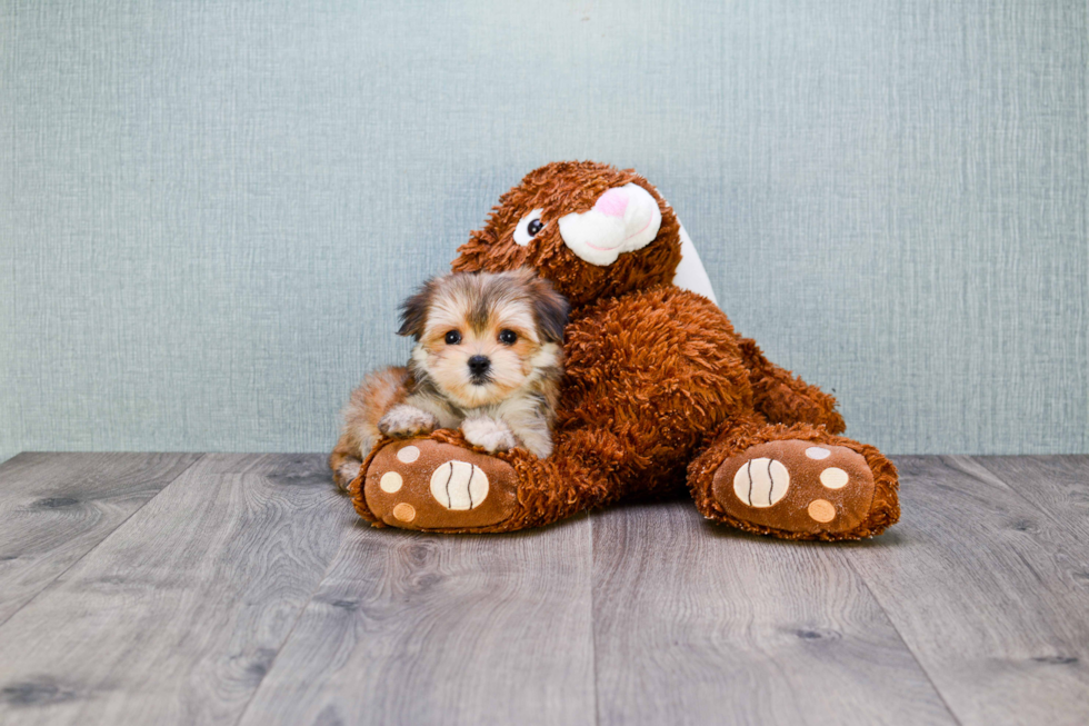 Sweet Morkie Baby