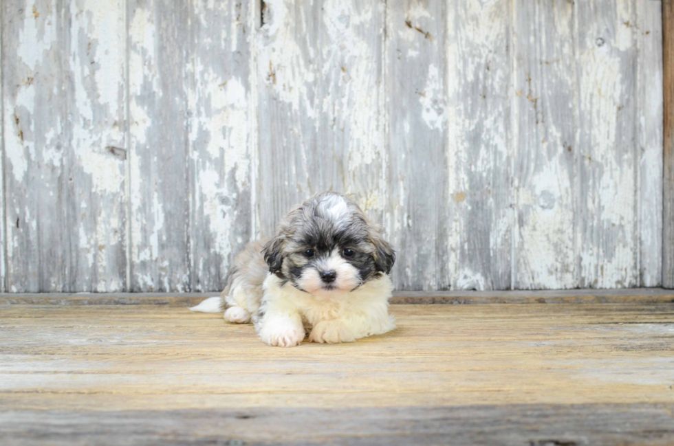 Teddy Bear Puppy for Adoption