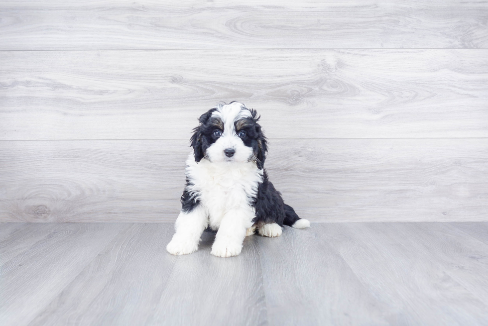 Cute Mini Bernedoodle Baby