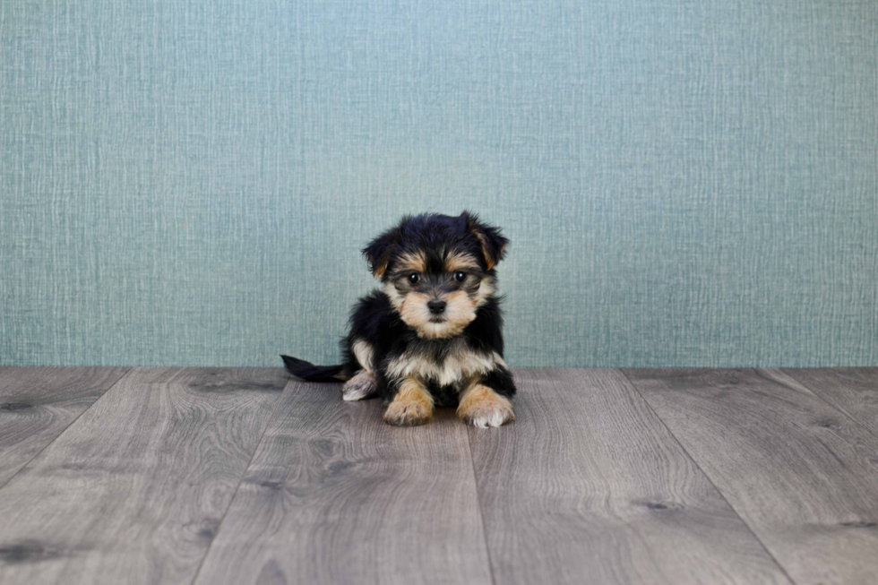 Smart Morkie Designer Pup