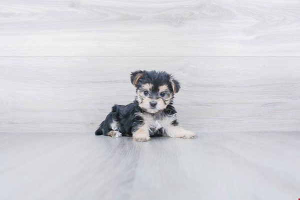 Best Morkie Baby