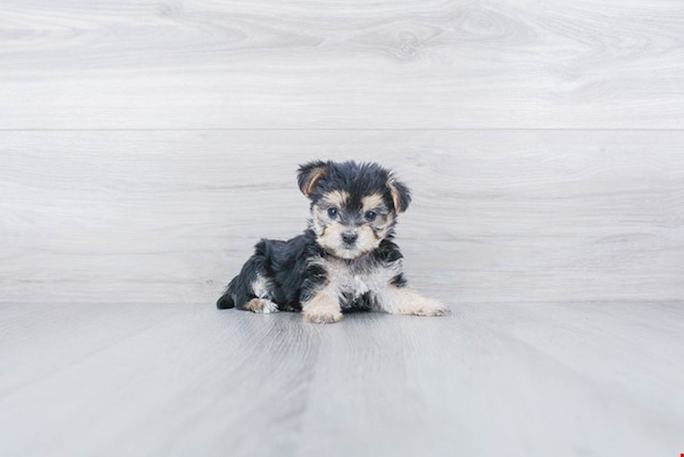 Best Morkie Baby