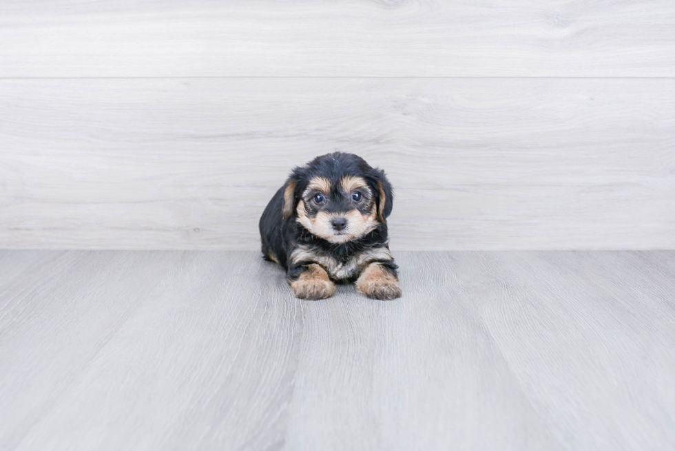 Morkie Pup Being Cute