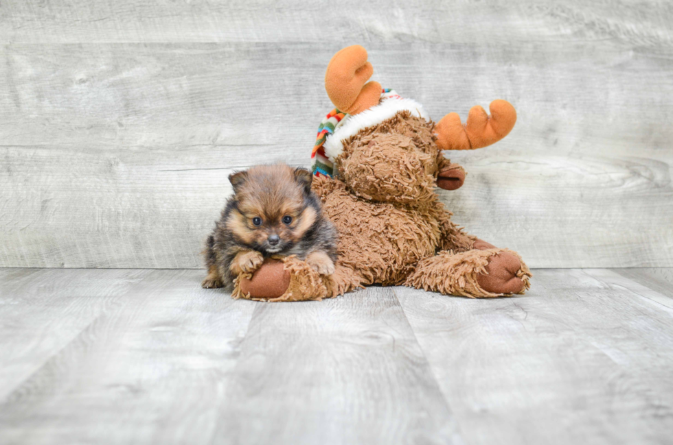 Popular Pomeranian Purebred Pup