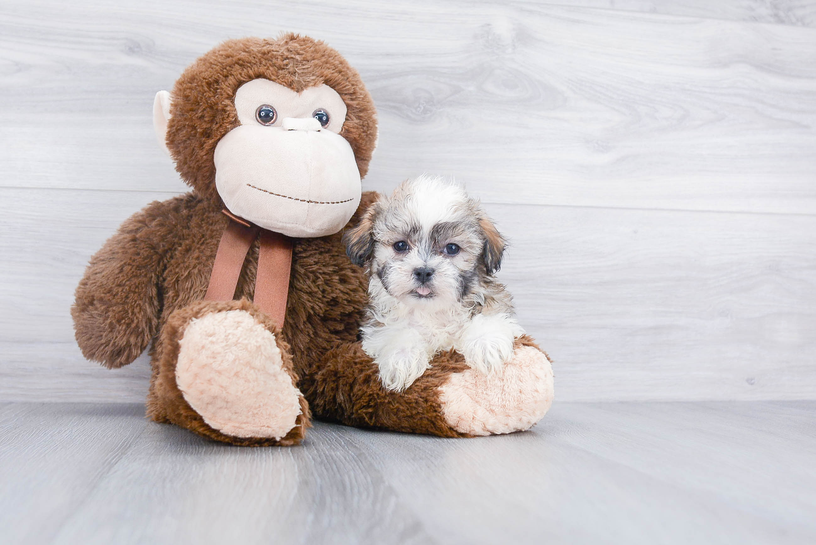 Popular Teddy Bear Designer Pup