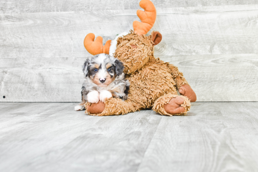 Mini Aussiedoodle Pup Being Cute