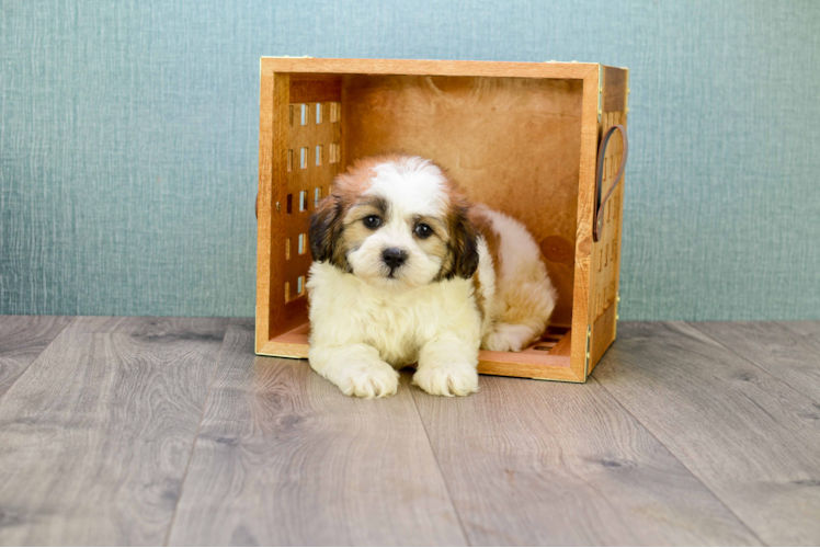 Teddy Bear Pup Being Cute