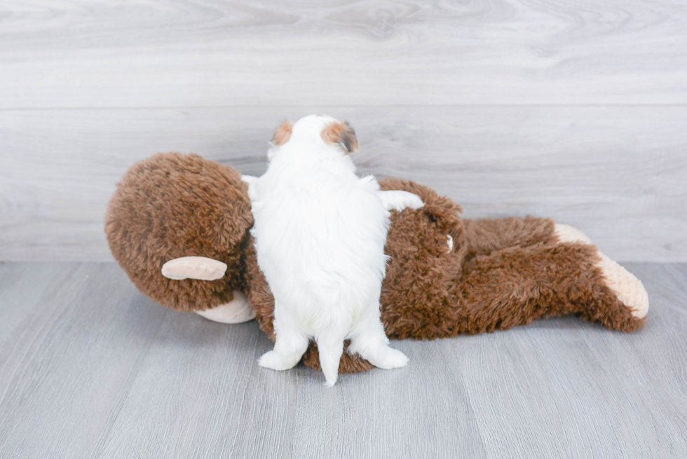 Morkie Puppy for Adoption