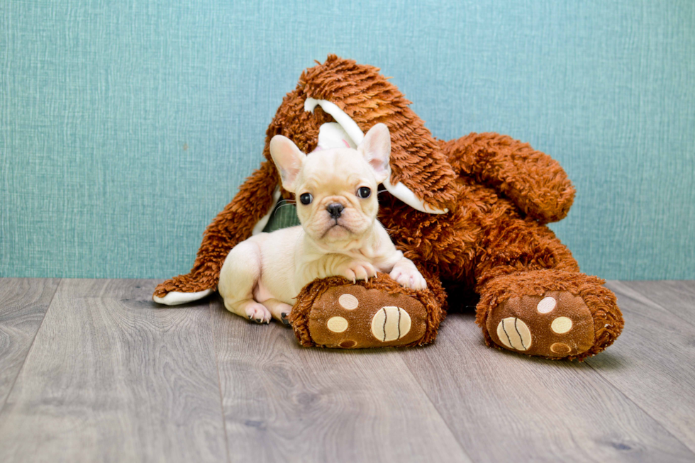 French Bulldog Puppy for Adoption