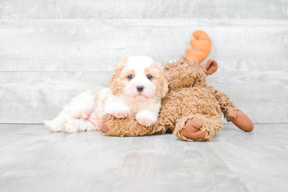 Best Cavachon Baby
