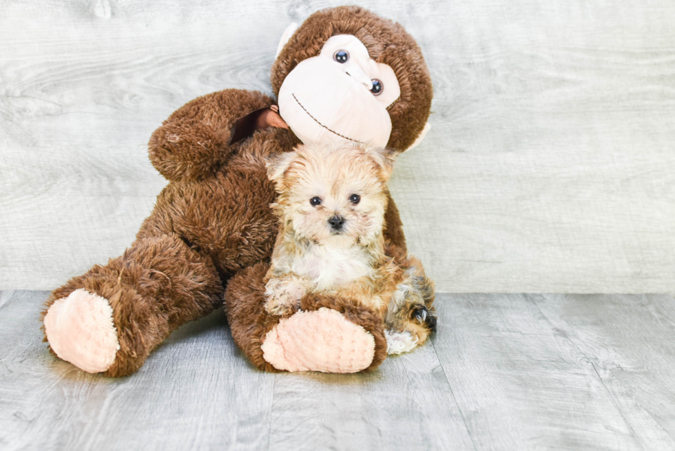 Smart Morkie Designer Pup