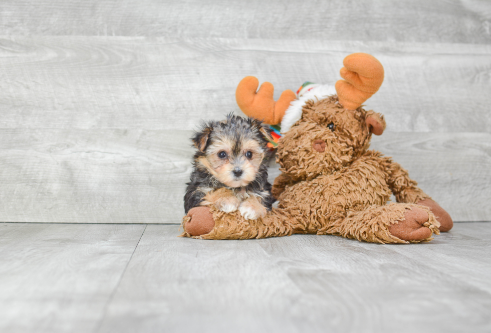 Popular Morkie Designer Pup