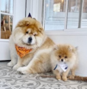 Pomeranian Dog Breed: Useful Information - Premier Pups Pomeranian Dog Breed: Useful Information - Premier Pups