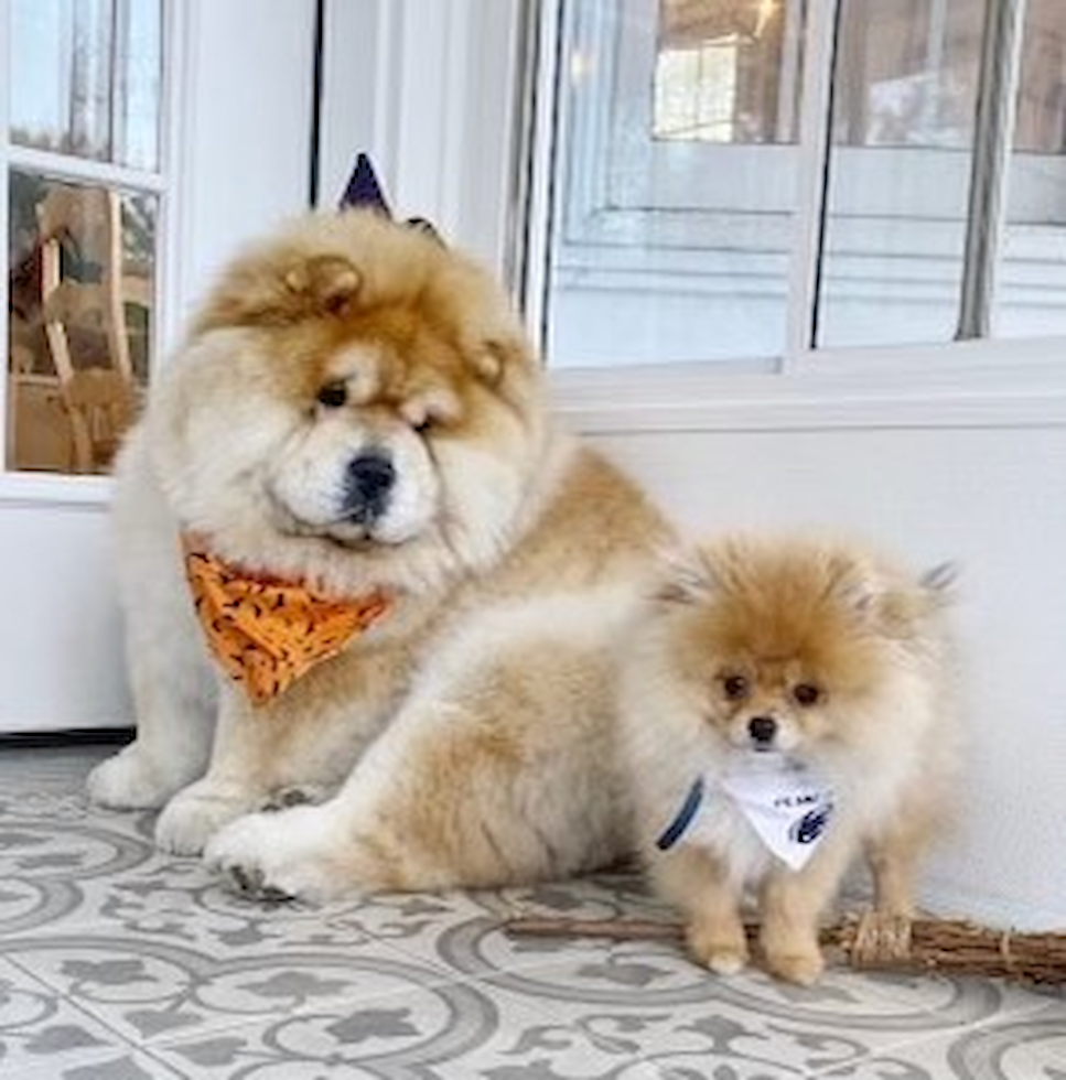 Adorable Pomeranian Purebred Pup