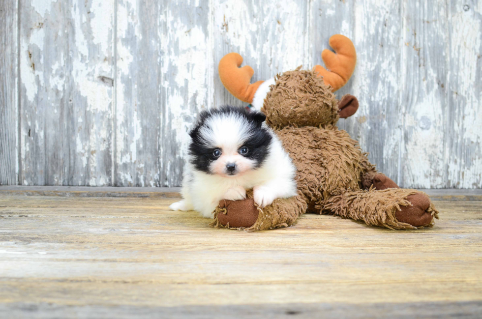 Best Pomeranian Baby