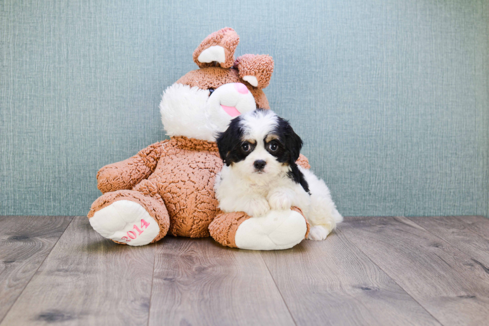 Best Cavachon Baby