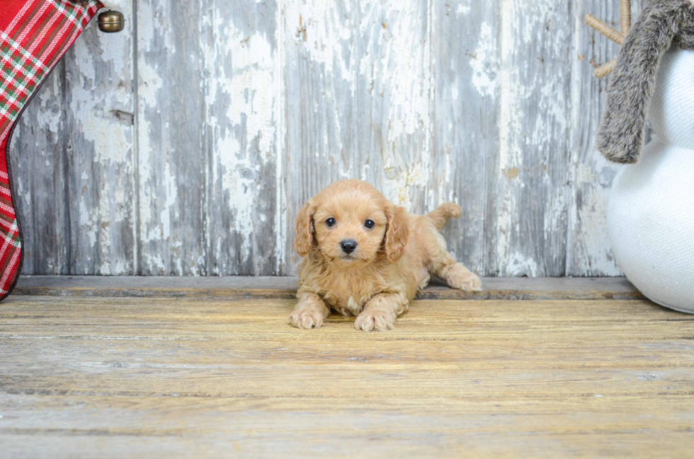 Cavapoo Pup Being Cute