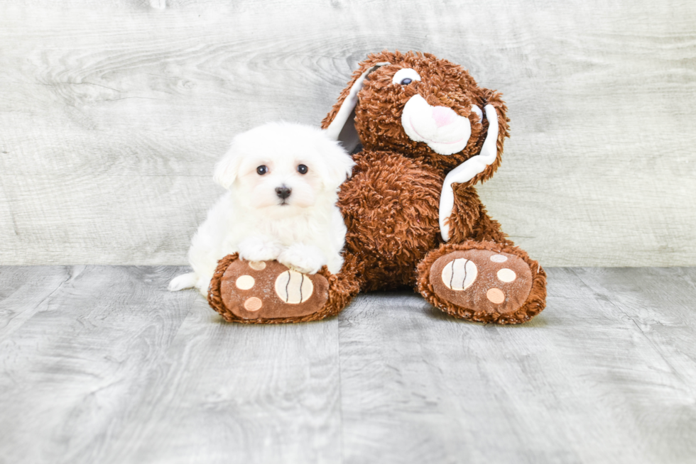 Maltese Puppy for Adoption
