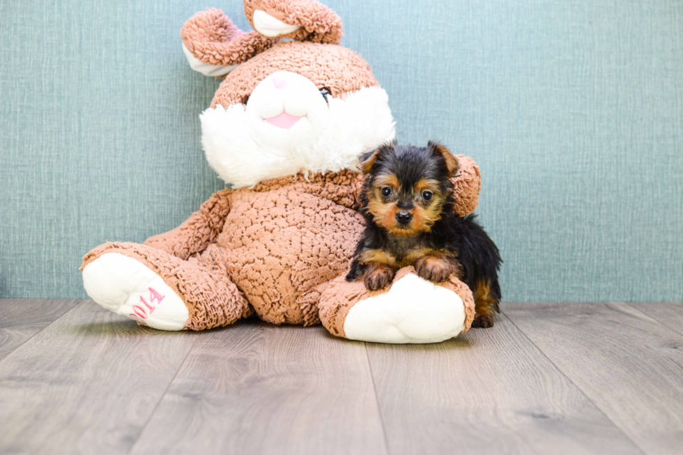 Meet Micro Teacup-Steph - our Yorkshire Terrier Puppy Photo 