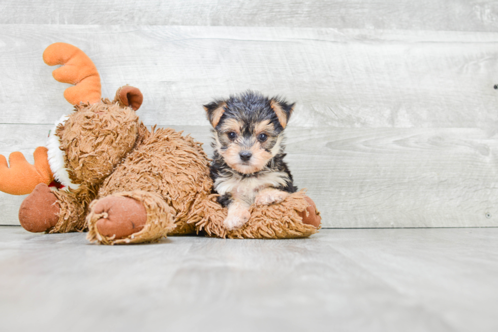 Best Morkie Baby