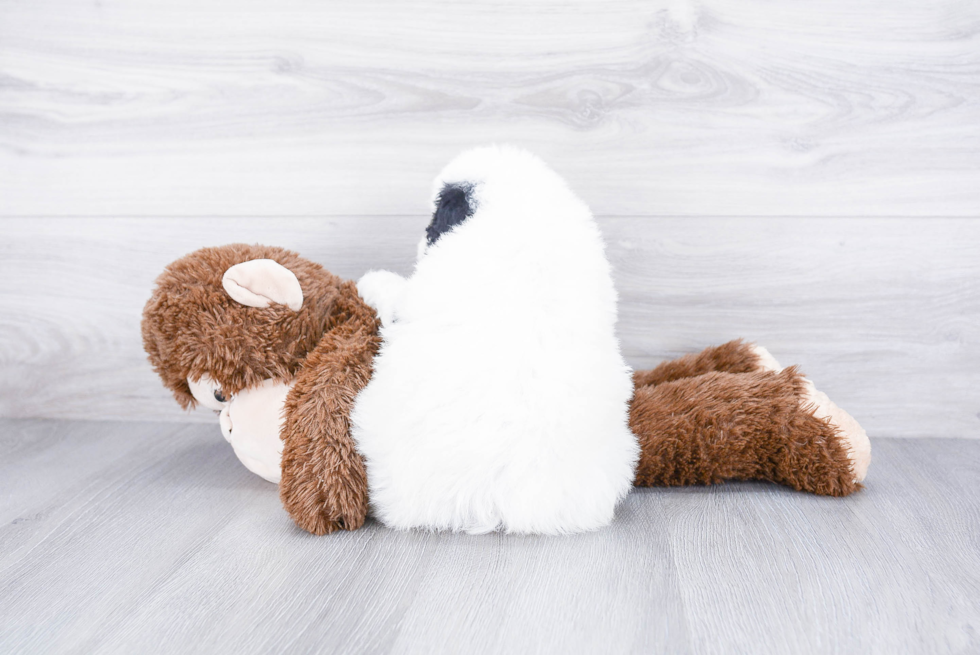 Best Mini Bernedoodle Baby