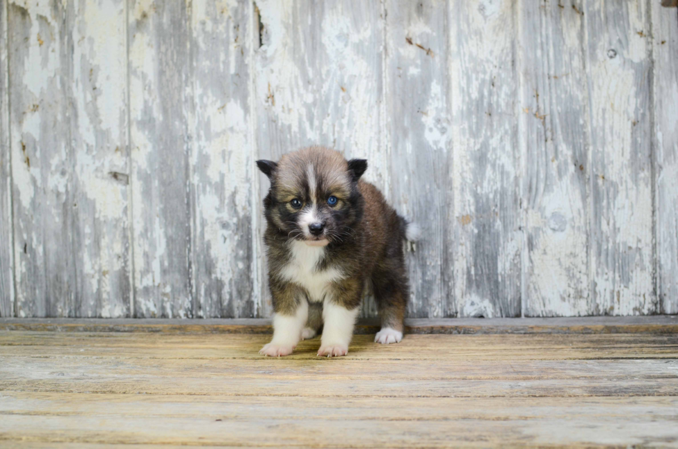 Happy Pomsky Baby