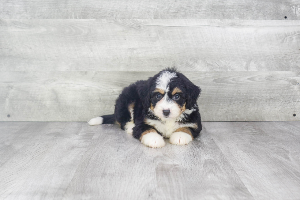 Funny Mini Bernedoodle Poodle Mix Pup