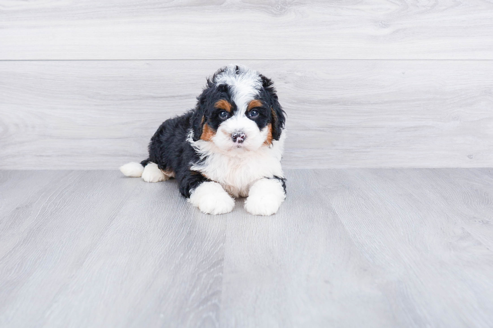 Mini Bernedoodle Puppy for Adoption
