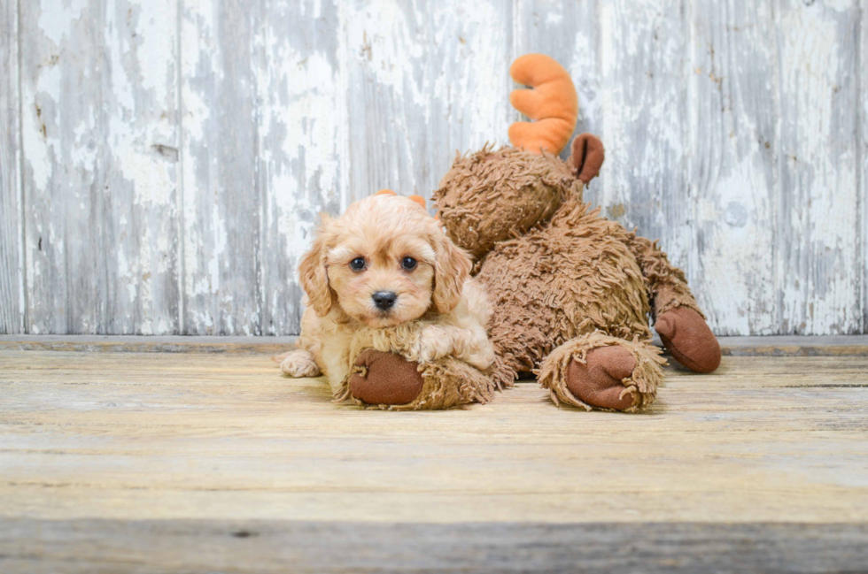 Happy Cavachon Baby