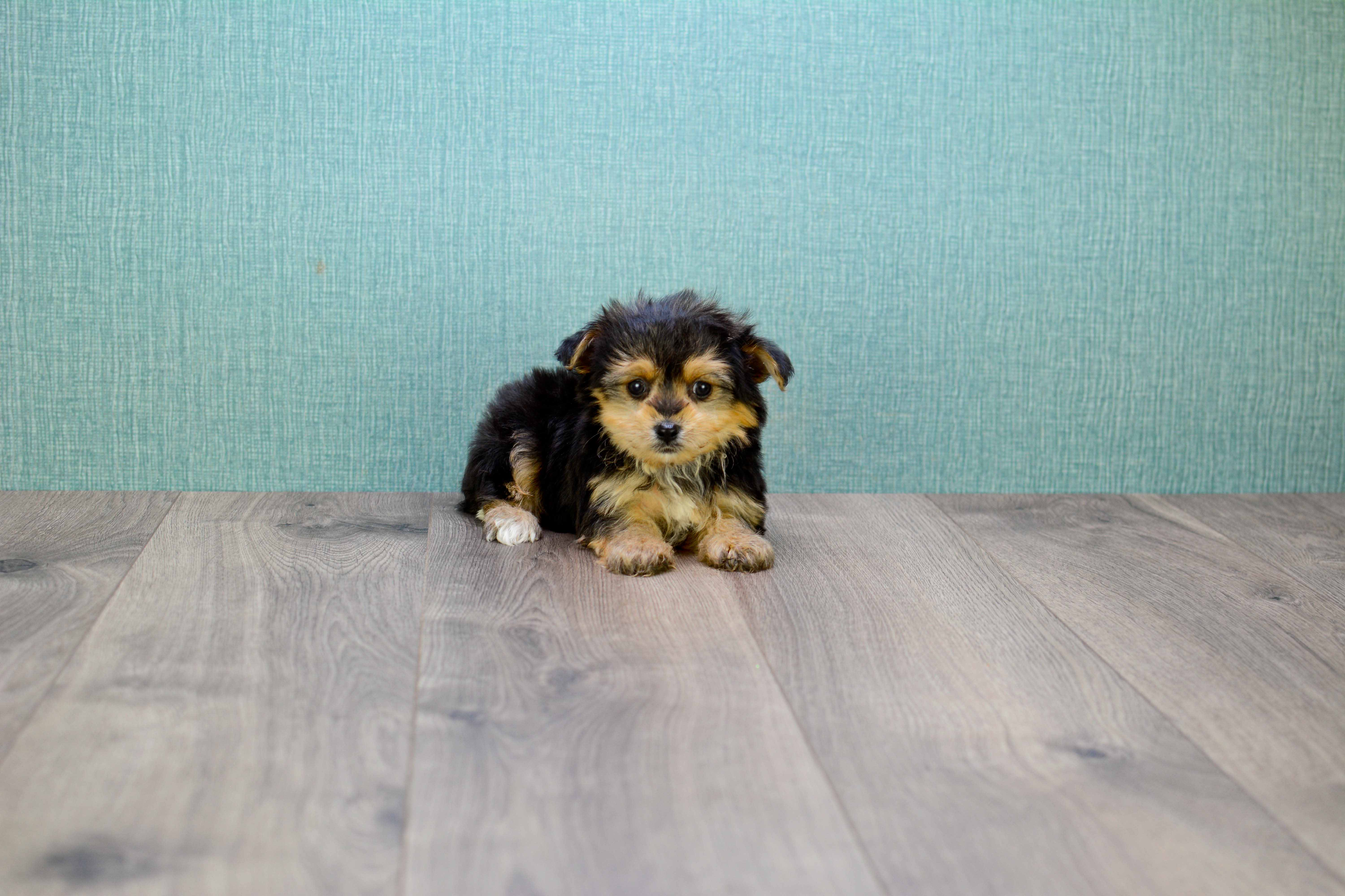 Yorkie Pom Pup Being Cute