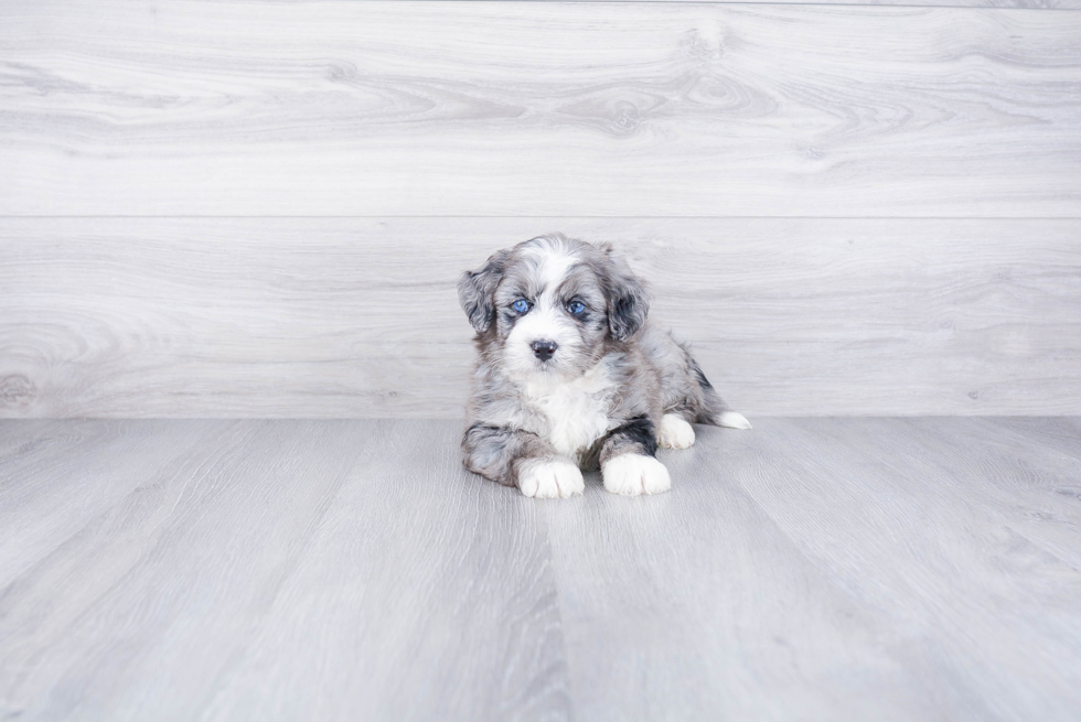 Best Mini Bernedoodle Baby