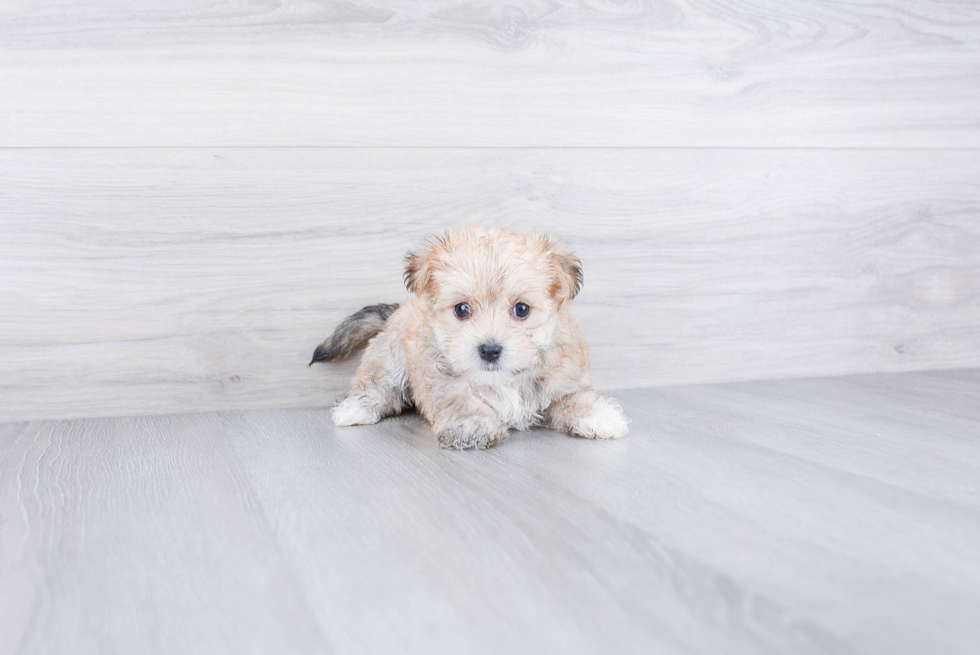 Fluffy Morkie Designer Pup