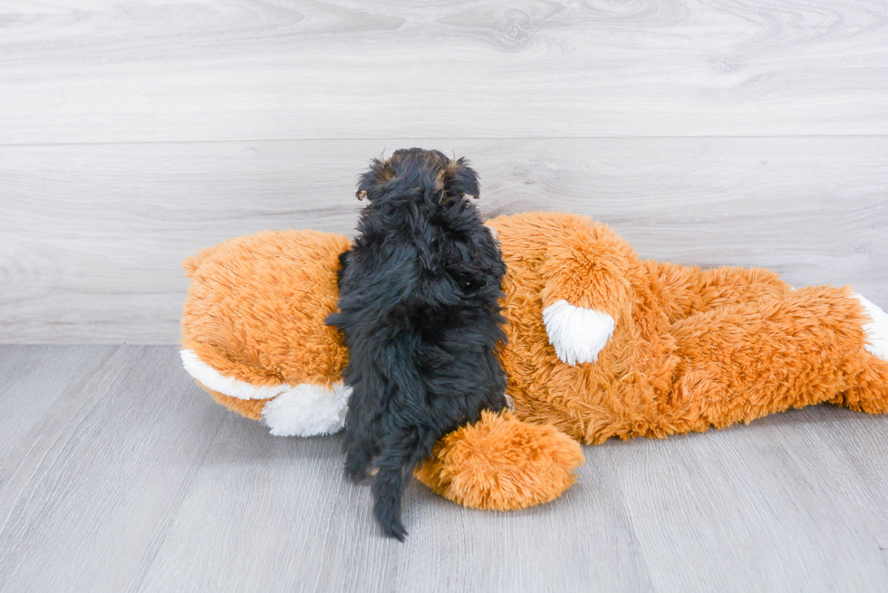 Energetic Yorkichon Designer Puppy