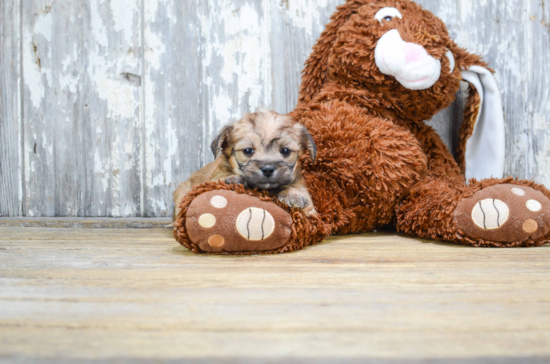 Morkie Pup Being Cute