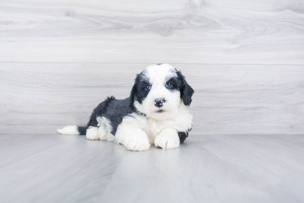 Hypoallergenic Sheep Dog Poodle Mix Puppy